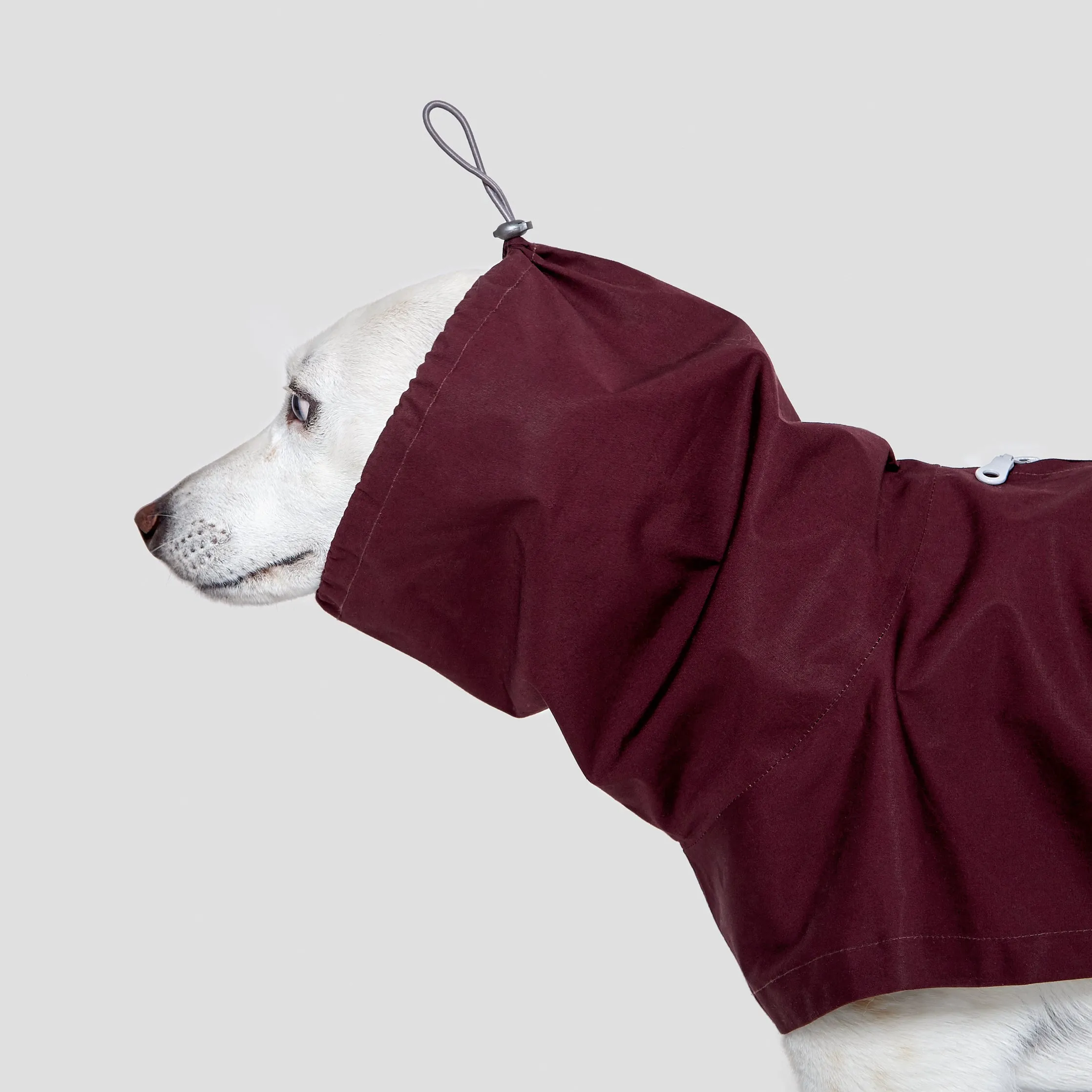 Cloud7 London Dog Rain Coat with Belly Protector in Bordeaux