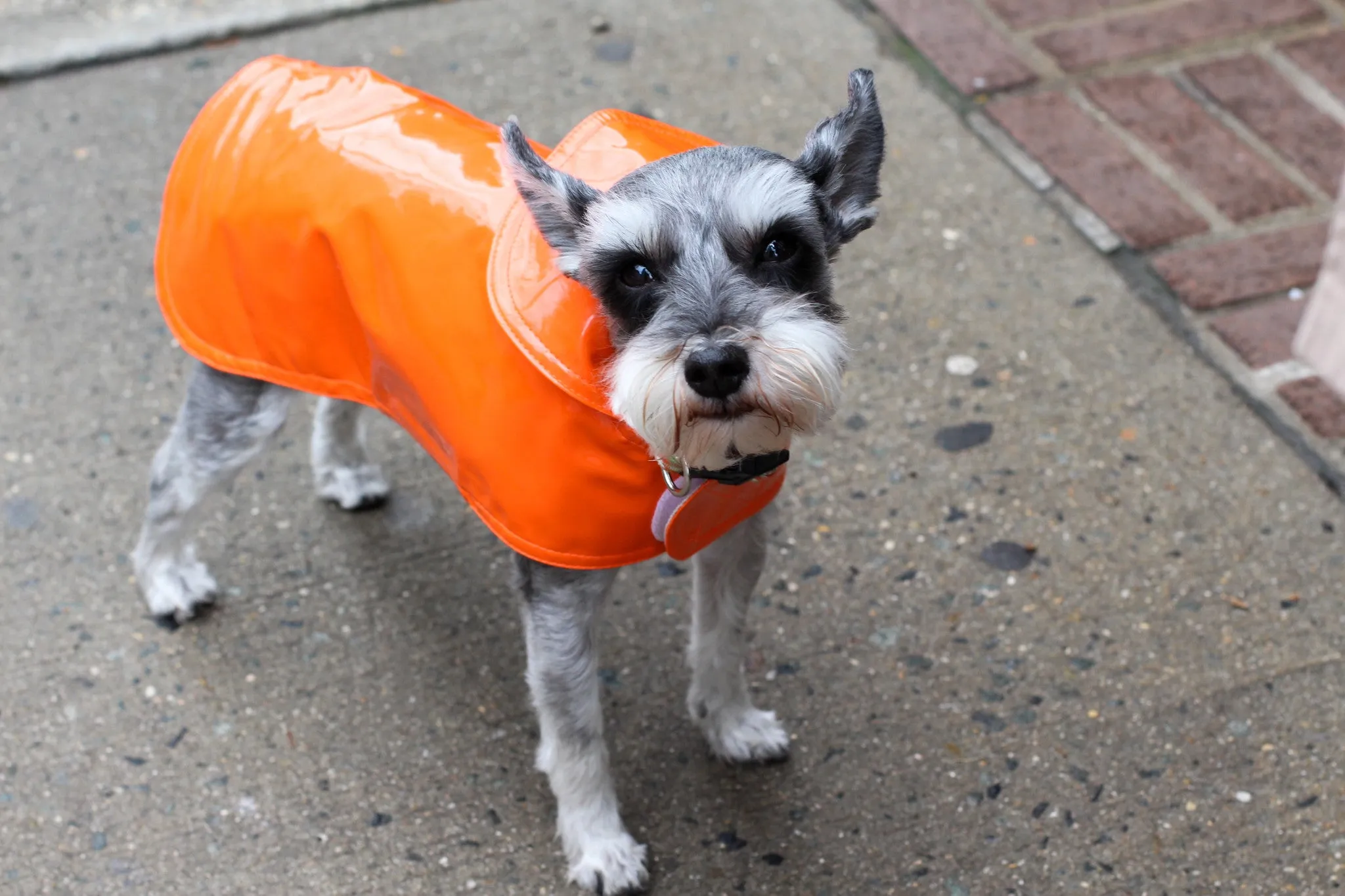 Dog Coat - Slickers, Raincoats, 6 Color Options